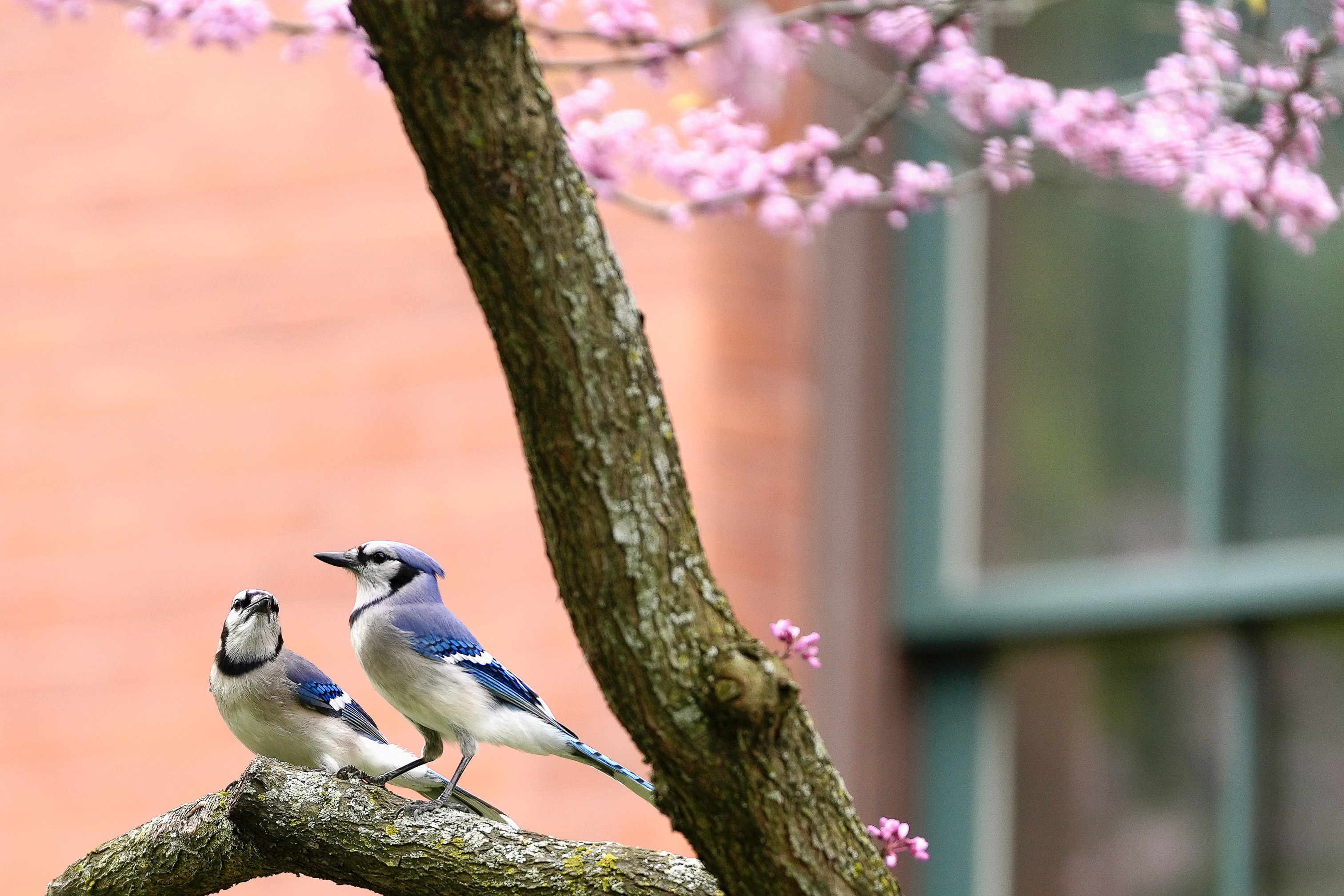 Cornell Campus Wildlife